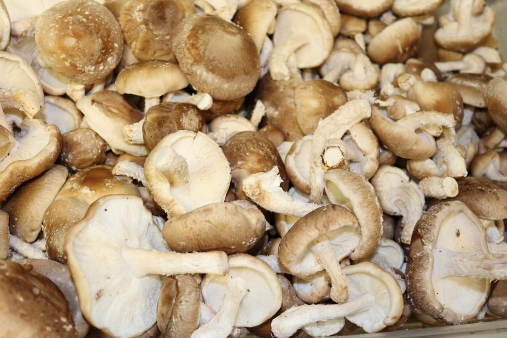 Image for Mushrooms.